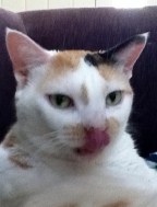 I want a home that I can stay For I am a cat who loves to play